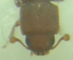 Synchita
