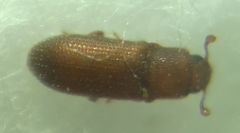Synchita