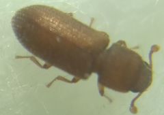 Synchita