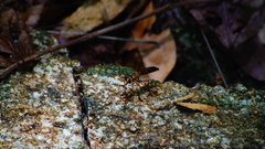 Diogmites sallei