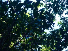 Elaeodendron australe