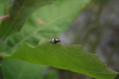 Bothynoderes affinis