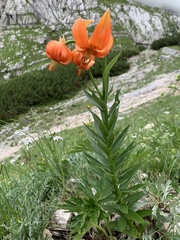 Lilium carniolicum