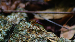 Diogmites sallei