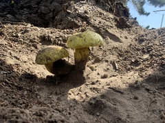 Buchwaldoboletus sphaerocephalus