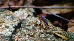 Diogmites sallei