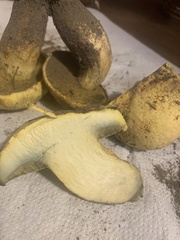 Buchwaldoboletus sphaerocephalus