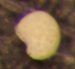 Elphidium gunteri
