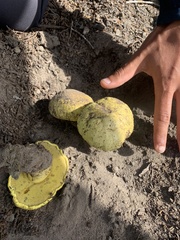 Buchwaldoboletus sphaerocephalus