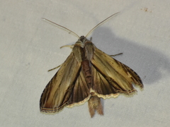 Cucullia convexipennis