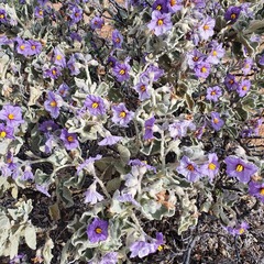 Solanum lasiophyllum