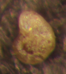 Haplophragmoides subinvolutum