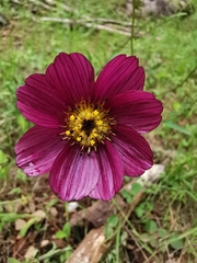 Cosmos scabiosoides
