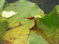 Crocothemis servilia mariannae
