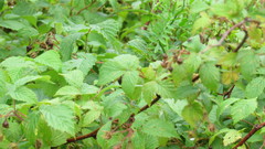 Rubus idaeus strigosus
