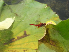 Crocothemis servilia mariannae