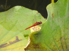 Crocothemis servilia mariannae