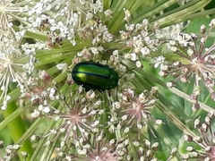 Oreina gloriosa