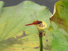 Crocothemis servilia mariannae