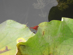 Crocothemis servilia mariannae