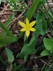 Hypoxis mexicana