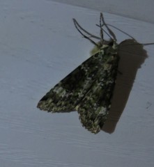 Anaplectoides prasina