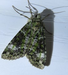 Anaplectoides prasina