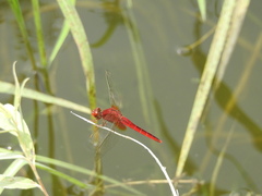 Crocothemis servilia mariannae