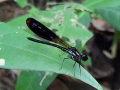 Heliocypha fenestrata