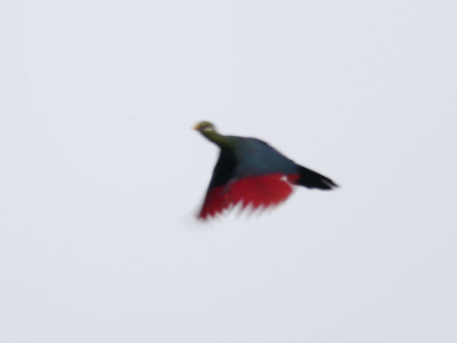Yellow-billed Turaco illustration