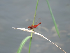 Crocothemis servilia mariannae