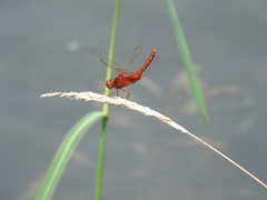 Crocothemis servilia mariannae