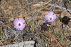 Clarkia arcuata
