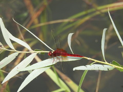 Crocothemis servilia mariannae