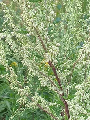 Artemisia vulgaris