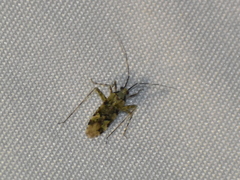 Phytocoris tiliae