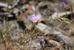 Clarkia arcuata