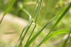 Dactylis glomerata lobata