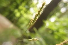 Dactylis glomerata lobata