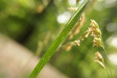 Dactylis glomerata lobata