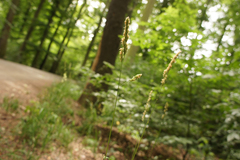 Dactylis glomerata lobata