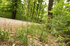 Dactylis glomerata lobata