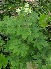Acer platanoides