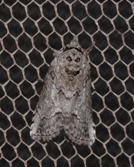 Nycteola polycyma