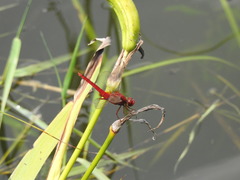 Crocothemis servilia mariannae