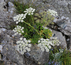 Kitagawia eryngiifolia