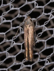 Thiotricha atractodes