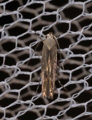 Thiotricha atractodes