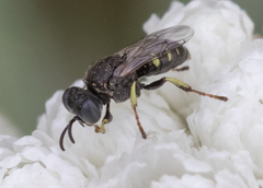 Oxybelus bipunctatus