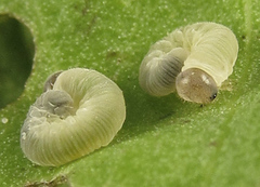 Abia nitens